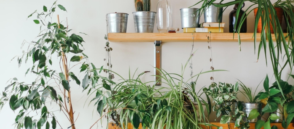 Dlaczego warto mieć w domu rośliny?