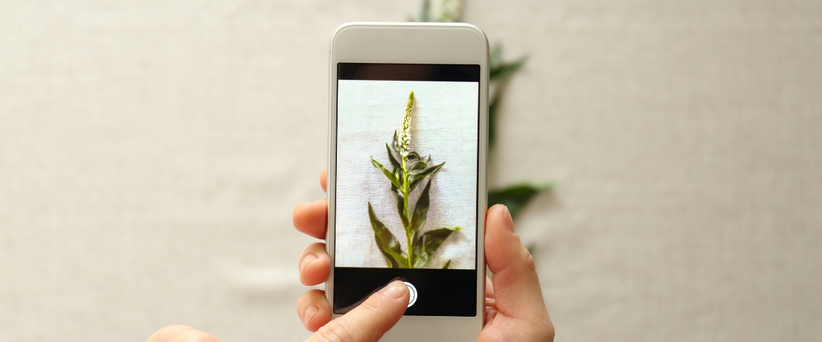 PlantNet, BirdNET i nie tylko. Oto aplikacje, które pomogą Ci połączyć się z naturą!